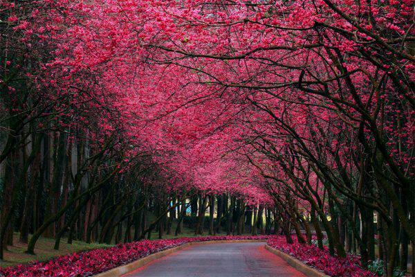 beautiful-cherry-blossom-road