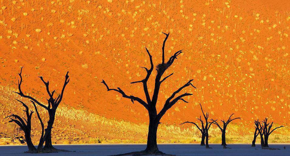dead-trees-park-deadvlei-namibia