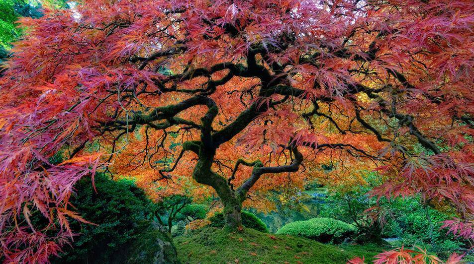 portland-japanese-garden