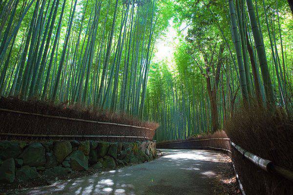 sagano-bamboo-forest-arashiyama-kyoto